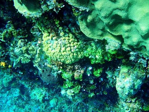 Cardona Reef - Cardona Reef