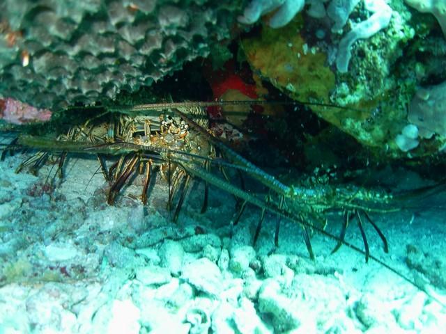 Palancar Horse Shoe (Horseshoe) - Spiny Lobster