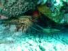 Spiny Lobster