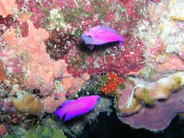 Columbia Reef (Deep and Shallow) - on the reef