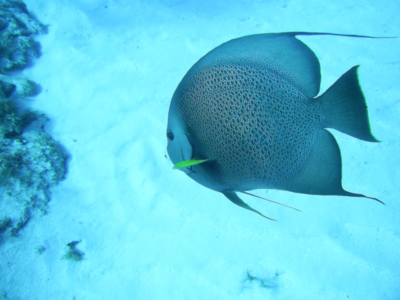 Cedral Pass/Shallows - Grey Angelfish