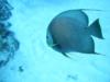 Grey Angelfish