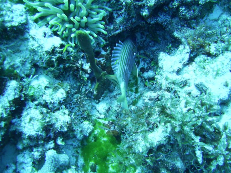 Cedral Pass/Shallows - Squirrelfish