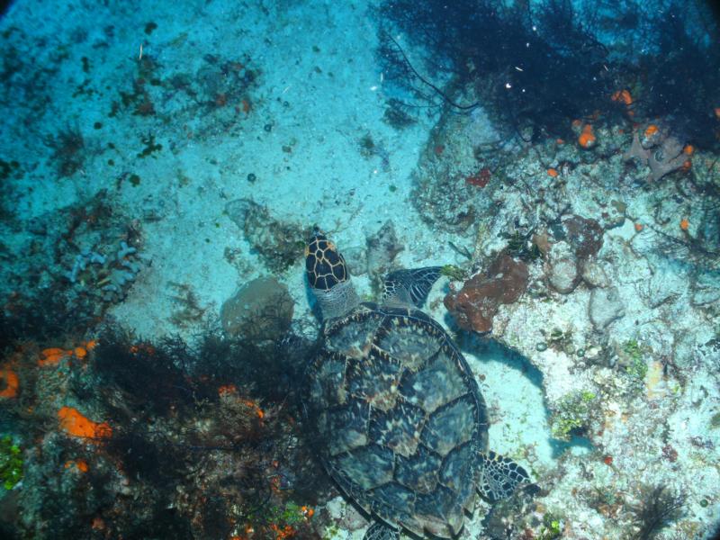Punta Tunich Wall - Turtle