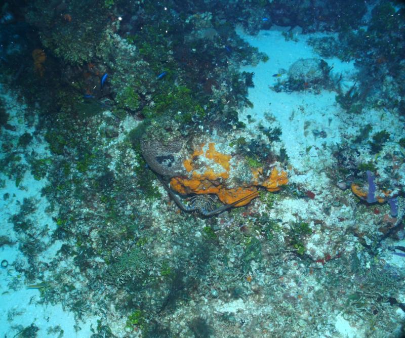 Punta Tunich Wall - Lobster