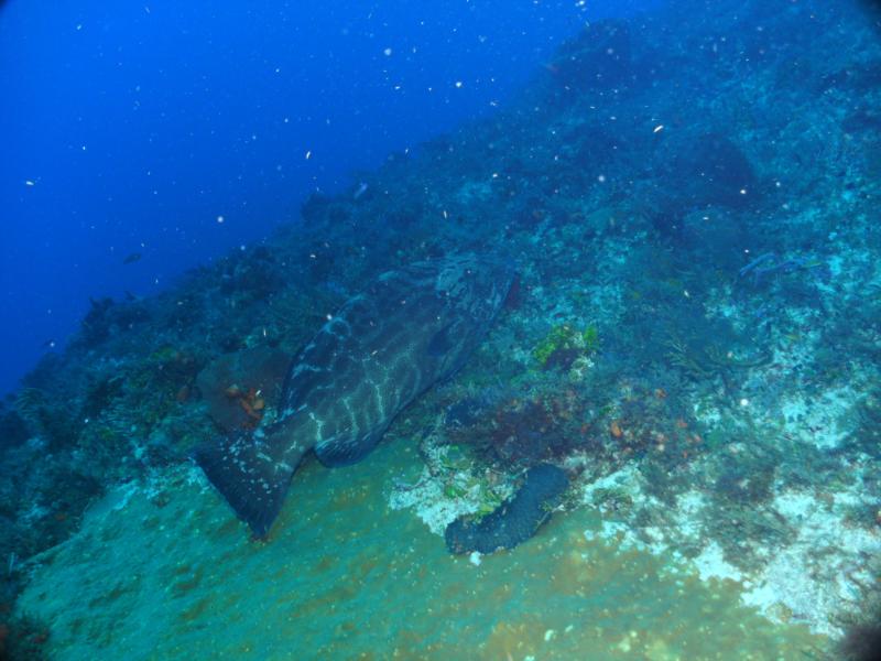 Punta Tunich Wall - Large Grouper