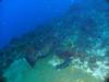 Punta Tunich Wall - Large Grouper