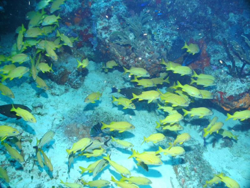 Punta Tunich Wall - Fish