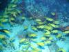 Punta Tunich Wall - Fish