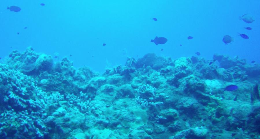 La Francesa Reef - drift 1