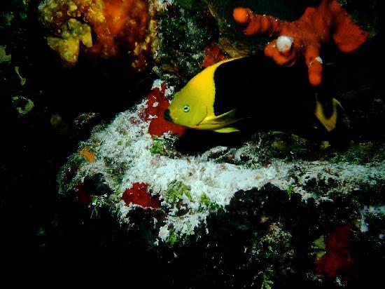 Yucab Reef - Fish and coral on reef