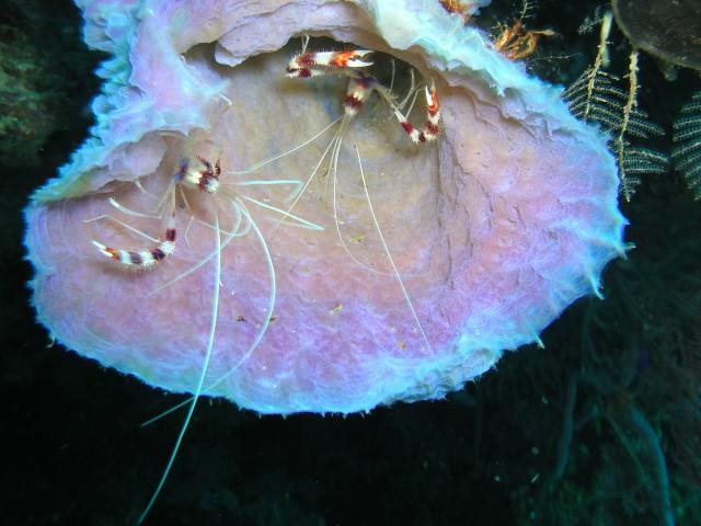 40 Foot Point aka Forty Foot Point - Shrimp in a basket