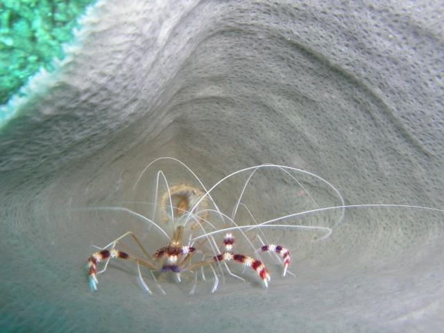 Wreck of the Mr. Bud - Shrimp in a sponge