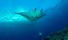 Manta Reef Tofo - Mozambique