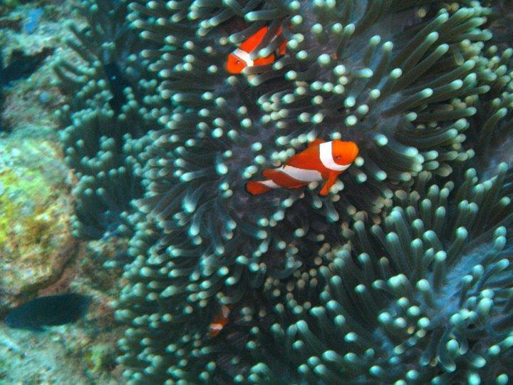 Menjanghan island (Menjangan) - Menjanghan’s nemo