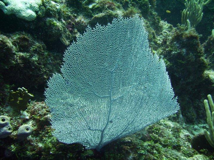 San Andres Island - Giant sea fan