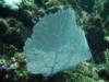 San Andres Island - Giant sea fan