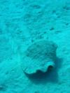 Flounder