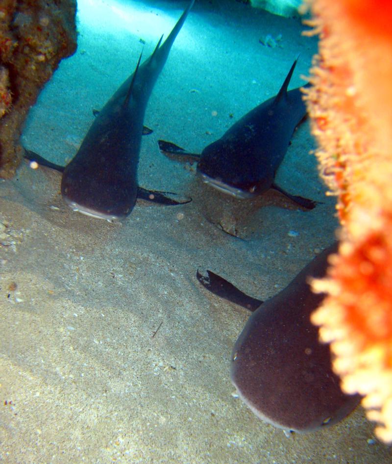 Kahe Point Beach Park (aka Electric Beach), HI - White Tips