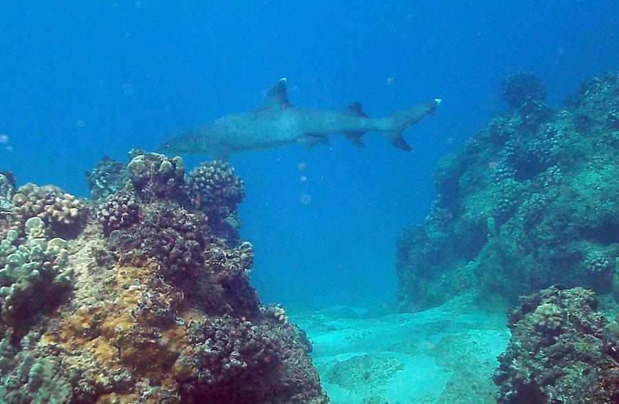 Kahe Point Beach Park (aka Electric Beach), HI - White Tip Shark