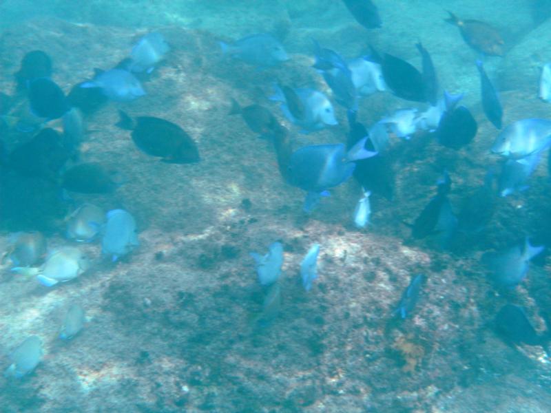 Phillips Pier aka Phillips Dive Pier - Local wildlife