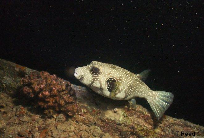 HMS Thistlegorm - Night dive