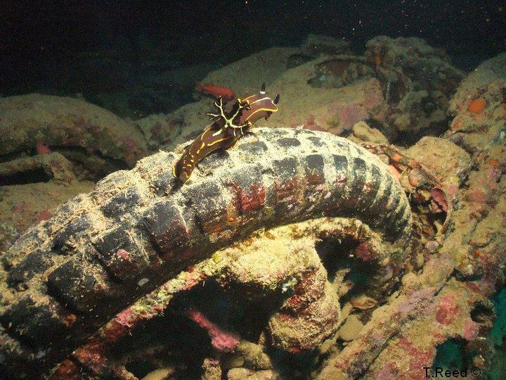 HMS Thistlegorm - Bsa inside ,night dive