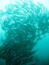 Twin Rocks - resident school of big eyed trevally