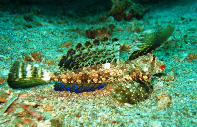 Twin Rocks - fingered dragonet