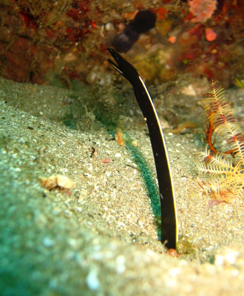 Twin Rocks - ribbon eel