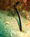 ribbon eel