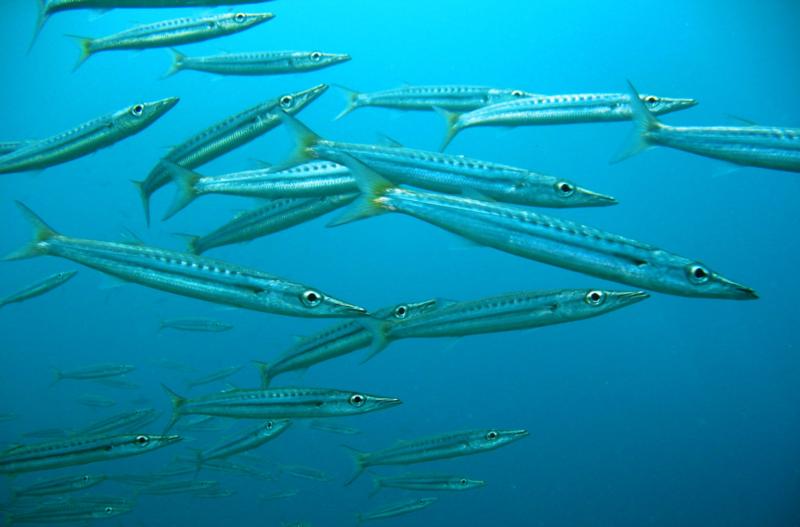 Twin Rocks - baby barracuda