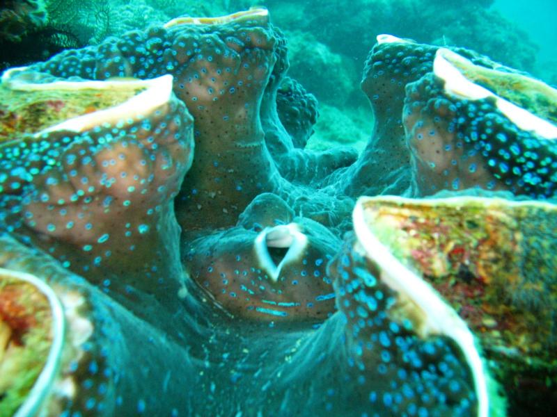 Twin Rocks - huge clam