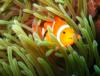 anemone fish