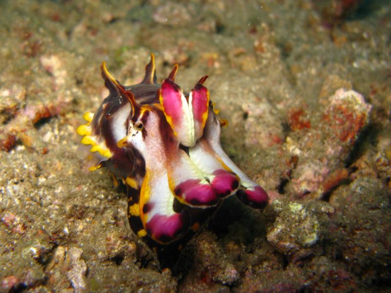 Twin Rocks - colorful flamboyant cuttlefish