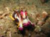Twin Rocks - colorful flamboyant cuttlefish