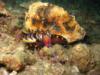 colorful flamboyant cuttlefish feeding