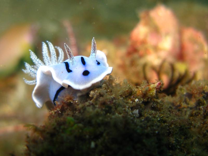 Twin Rocks - nudibranch at twins