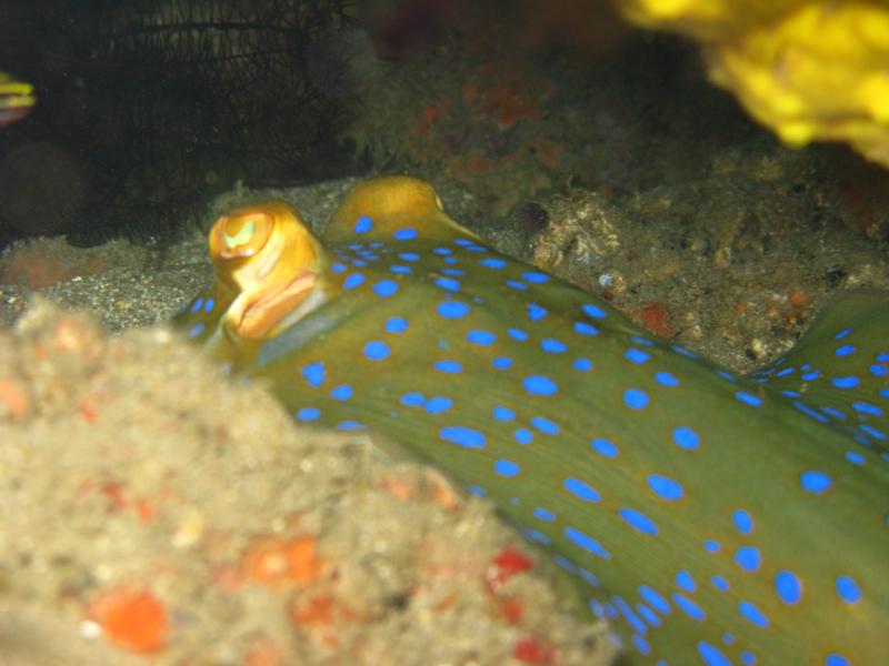 Twin Rocks - blue spotted sting ray at 40 ft 