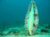 Twin Rocks - sea pen at 90+ feet