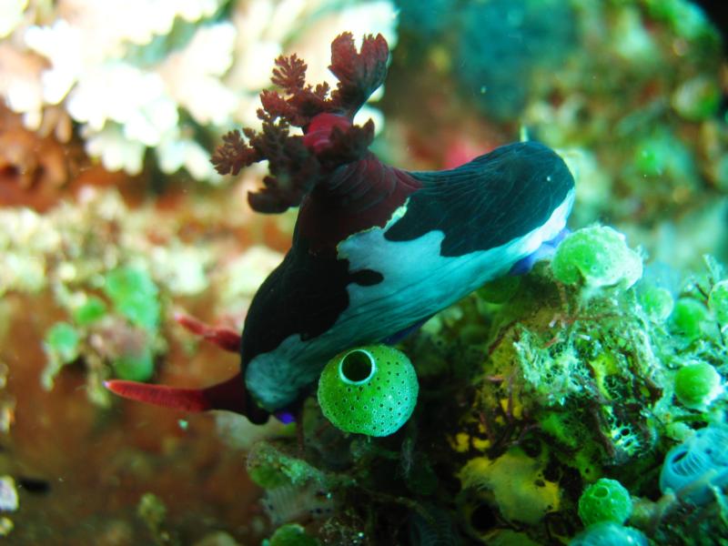 Verde Island - nudibranch