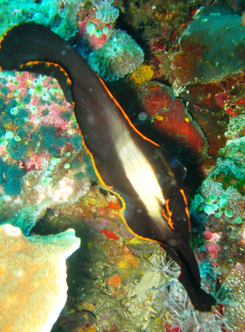 Verde Island - juvenile batfish