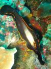 Verde Island - juvenile batfish