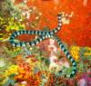 Verde Island - resident banded sea snake