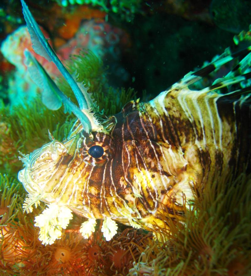 Verde Island - lionfish