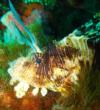 lionfish - neptunemd