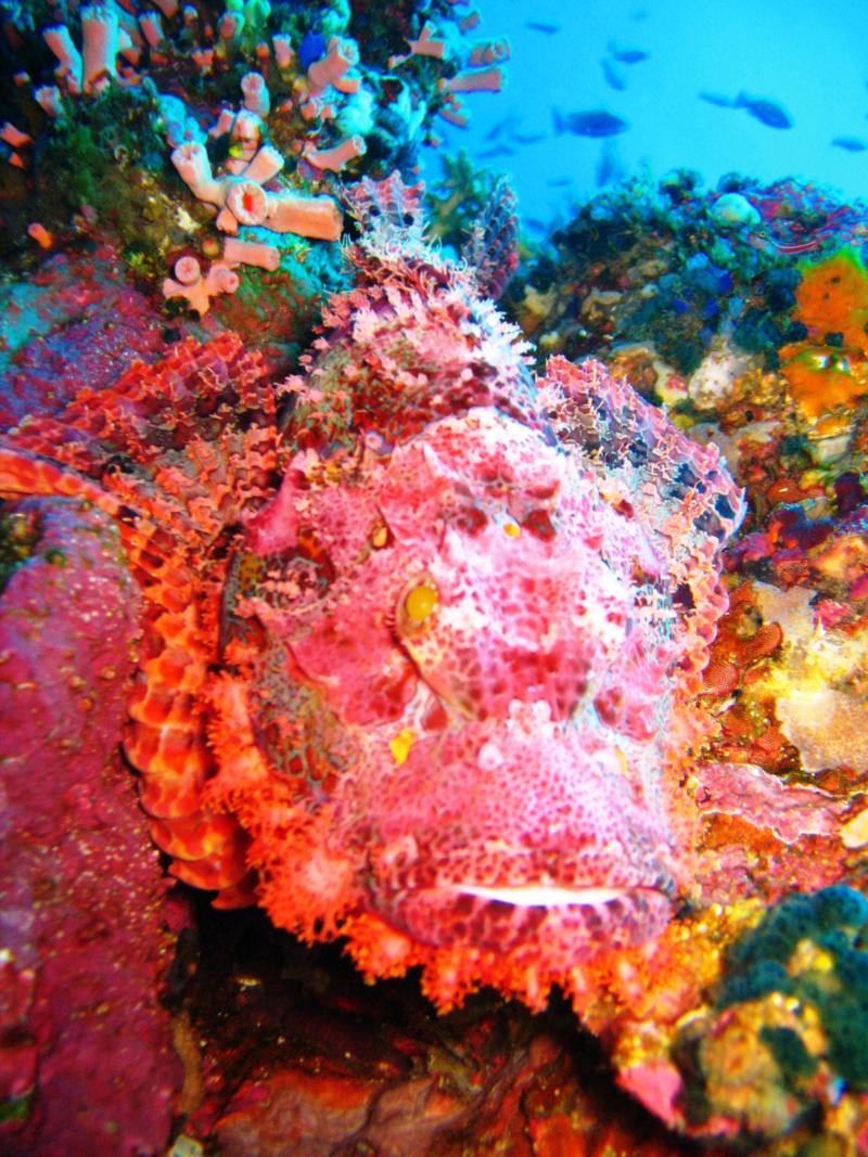 Verde Island - scorpion fish