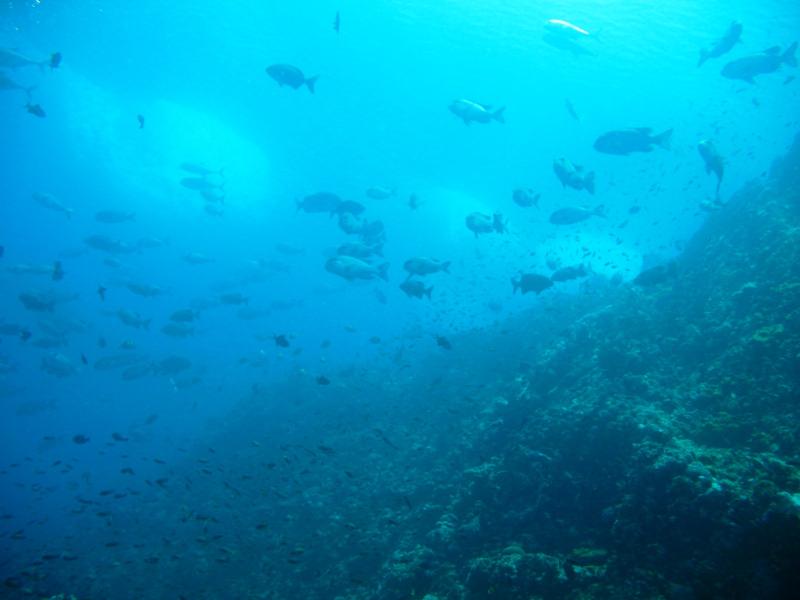 Verde Island - lots of fish to meet...