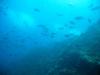 Verde Island - lots of fish to meet...