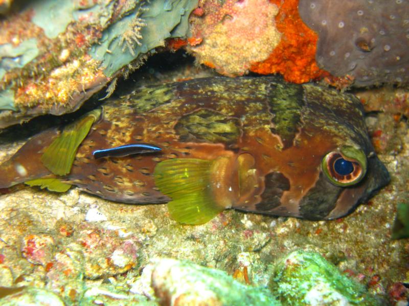 Verde Island - hiding puffer fish